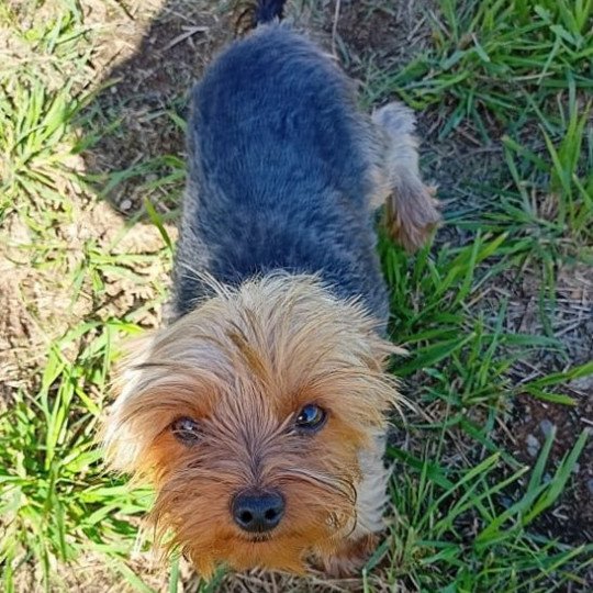 RILZA York Femelle Yorkshire terrier