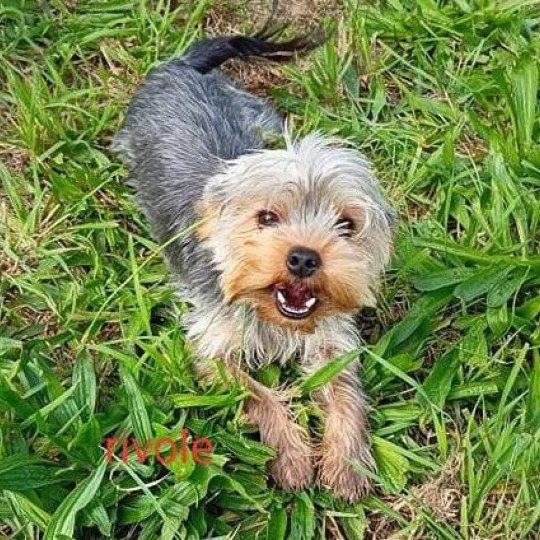 chien Yorkshire terrier NOIR ET FEU York RIVOLE Domaine de la Chantelaie