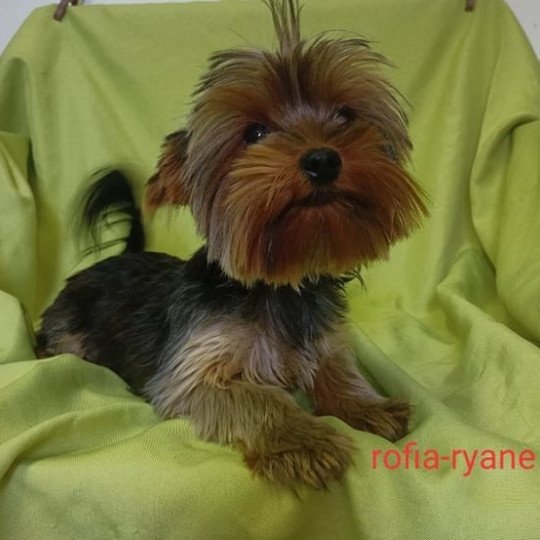 ROFIA York Femelle Yorkshire terrier