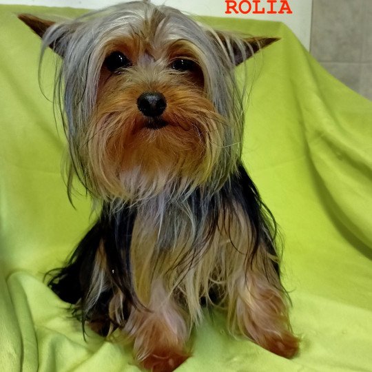 chien Yorkshire terrier NOIR ET FEU ROLIA yorkshire terrier Domaine de la Chantelaie