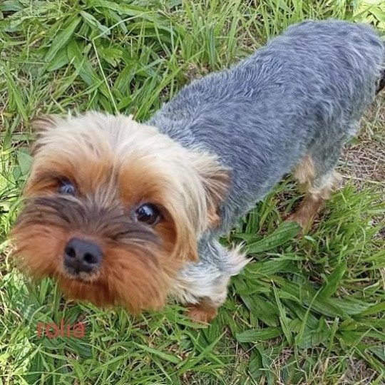 chien Yorkshire terrier NOIR ET FEU ROLIA yorkshire terrier Domaine de la Chantelaie