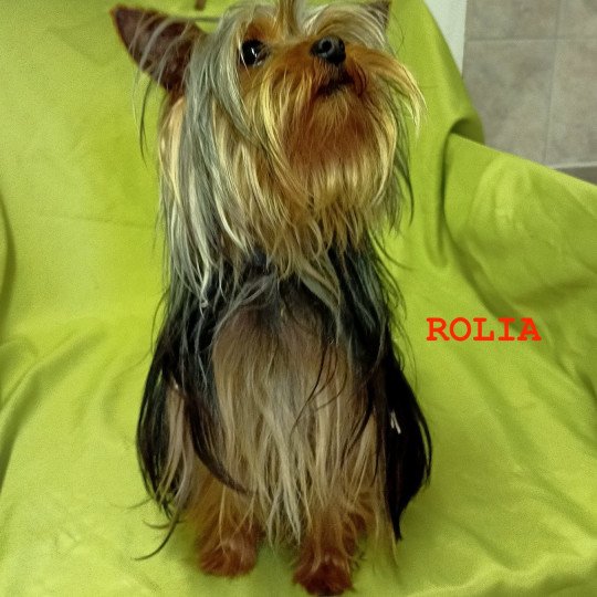 chien Yorkshire terrier NOIR ET FEU ROLIA yorkshire terrier Domaine de la Chantelaie