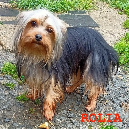ROLIA yorkshire terrier Femelle Yorkshire terrier
