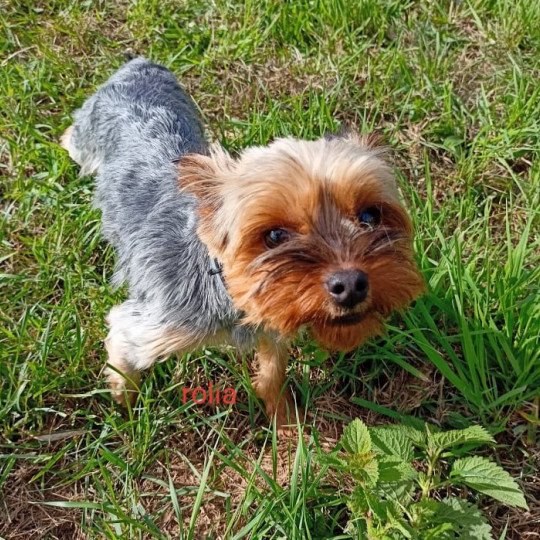 chien Yorkshire terrier NOIR ET FEU York ROLIA Domaine de la Chantelaie