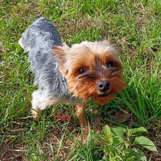 ROLIA York Femelle Yorkshire terrier