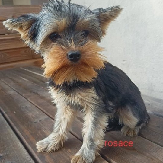 ROSACE York Femelle Yorkshire terrier