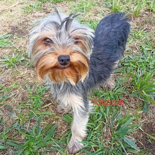 chien Yorkshire terrier NOIR ET FEU York ROUPSIE Domaine de la Chantelaie
