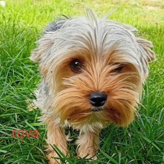 ROVA yorkshire terrier Femelle Yorkshire terrier