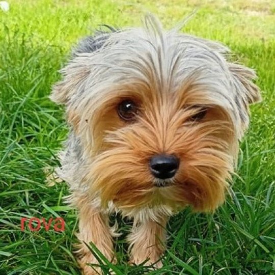 ROVA York Femelle Yorkshire terrier