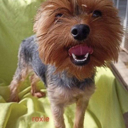 chien Yorkshire terrier NOIR ET FEU York ROXIE Domaine de la Chantelaie