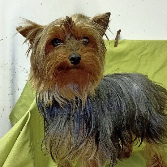 ROXIE yorkshire terrier Femelle Yorkshire terrier