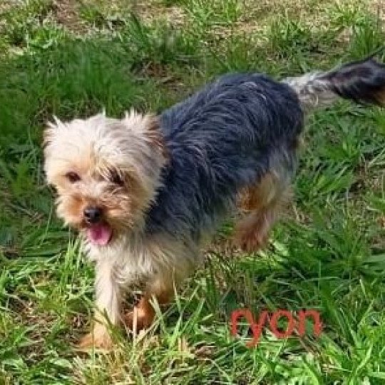 RYON yorkshire terrier Mâle Yorkshire terrier