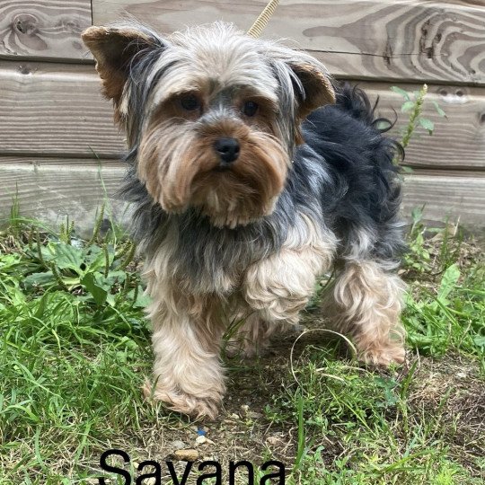 SAVANA York Femelle Yorkshire terrier