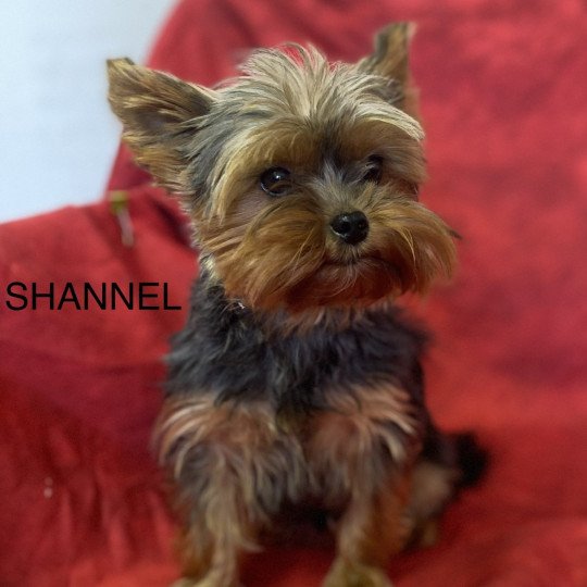 SHANEL Yorkshire Femelle Yorkshire terrier