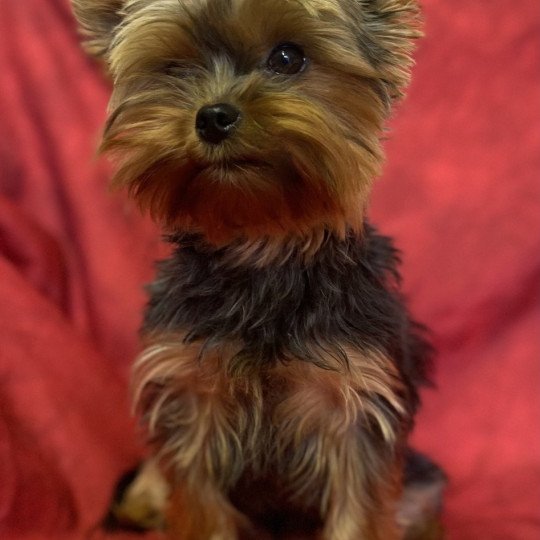 chien Yorkshire terrier SHANEL Yorkshire Domaine de la Chantelaie