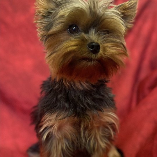 chien Yorkshire terrier SHANEL Yorkshire Domaine de la Chantelaie