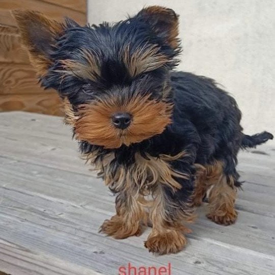 chien Yorkshire terrier NOIR ET FEU York SHANNEL Domaine de la Chantelaie