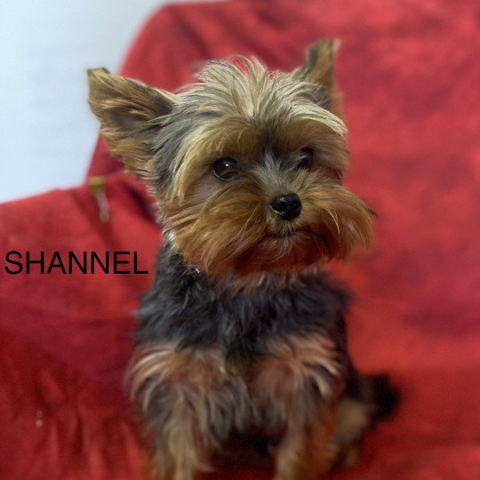 chien Yorkshire terrier NOIR ET FEU York SHANNEL Domaine de la Chantelaie