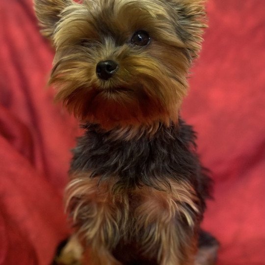 chien Yorkshire terrier NOIR ET FEU SHANEL  york Domaine de la Chantelaie