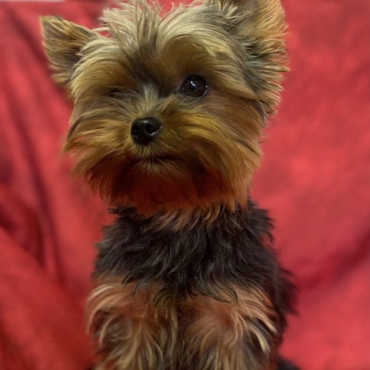 SHANEL yorkshire terrier Femelle Yorkshire terrier