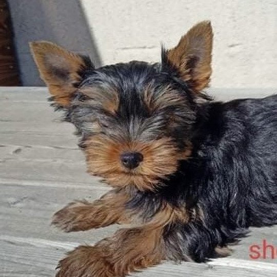 chien Yorkshire terrier NOIR ET FEU York SHELLIE Domaine de la Chantelaie