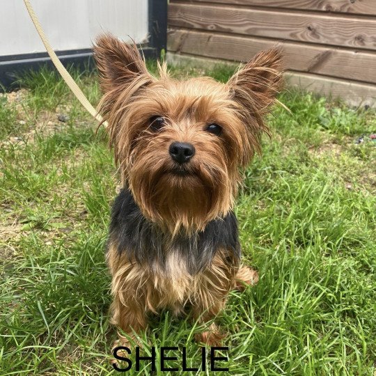 SHELLIE yorkshire terrier Femelle Yorkshire terrier