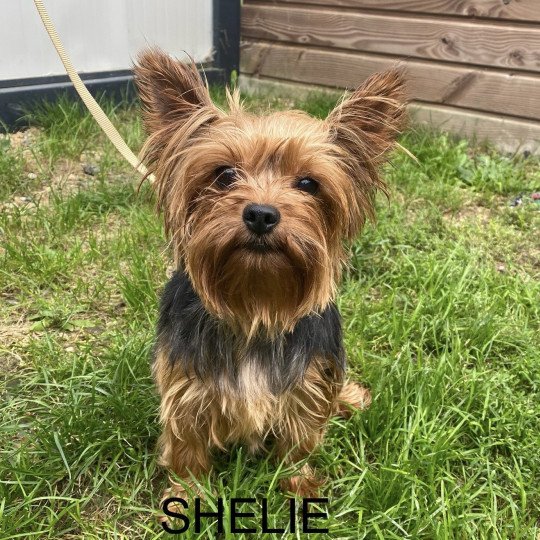 SHELLIE York Femelle Yorkshire terrier