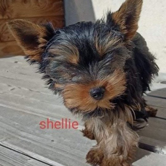 chien Yorkshire terrier NOIR ET FEU York SHELSY Domaine de la Chantelaie