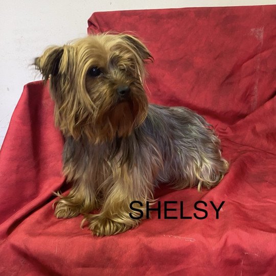 SHELSY yorkshire terrier Femelle Yorkshire terrier