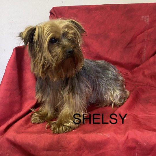 SHELSY York Femelle Yorkshire terrier