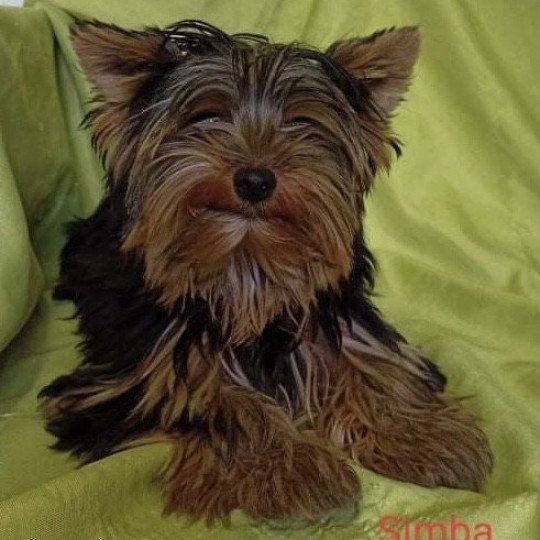 SIMBA York Femelle Yorkshire terrier