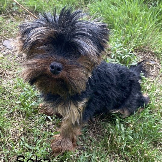 chien Yorkshire terrier NOIR ET FEU York SOKA Domaine de la Chantelaie
