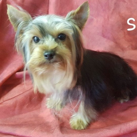 SPIKE yorkshire terrier Mâle Yorkshire terrier