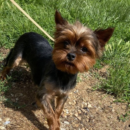 chien Yorkshire terrier NOIR ET FEU York STORIE Domaine de la Chantelaie