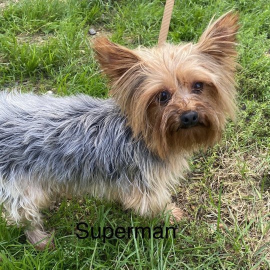 SUPERMAN York Mâle Yorkshire terrier