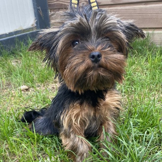 TESSA yorkshire terrier Femelle Yorkshire terrier