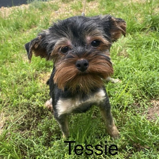 chien Yorkshire terrier NOIR ET FEU TESSIE yorkshire terrier Domaine de la Chantelaie