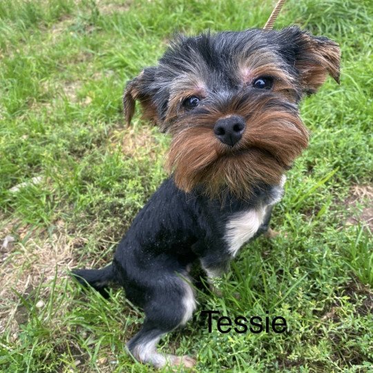 TESSIE yorkshire terrier Femelle Yorkshire terrier