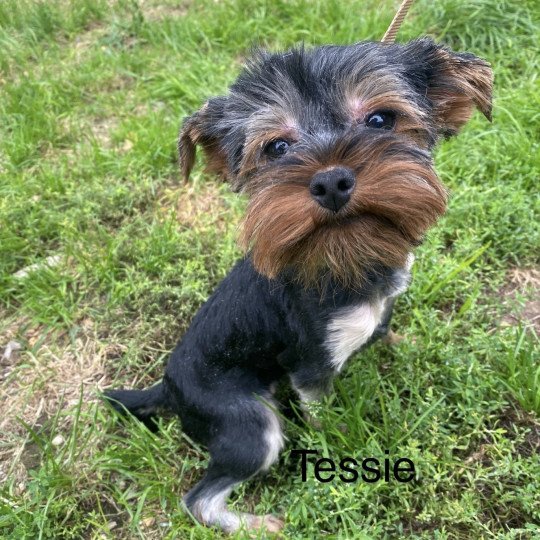 TESSIE York Femelle Yorkshire terrier