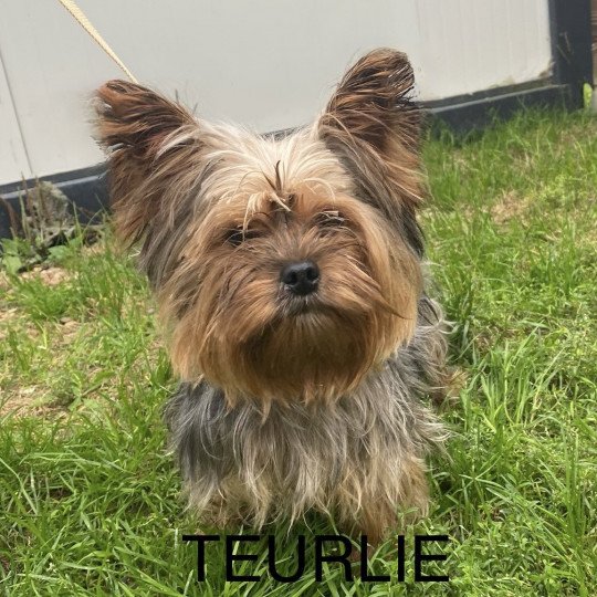 TEURLIE York Femelle Yorkshire terrier