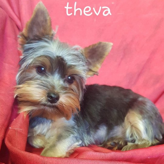 THEVA York Femelle Yorkshire terrier