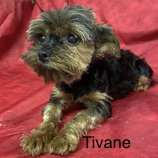 chien Yorkshire terrier NOIR ET FEU TIVANE yorkshire terrier à vendre Domaine de la Chantelaie
