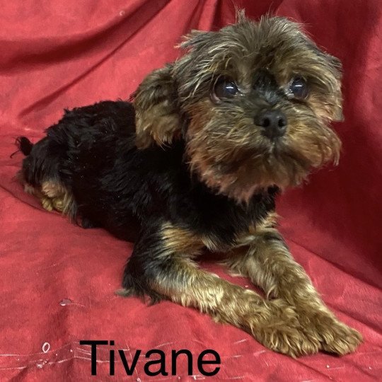 chien Yorkshire terrier NOIR ET FEU TIVANE yorkshire terrier à vendre Domaine de la Chantelaie