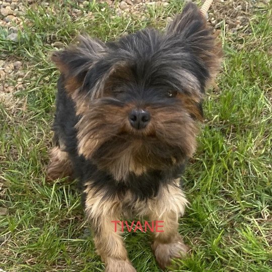 TIVANE York Femelle Yorkshire terrier