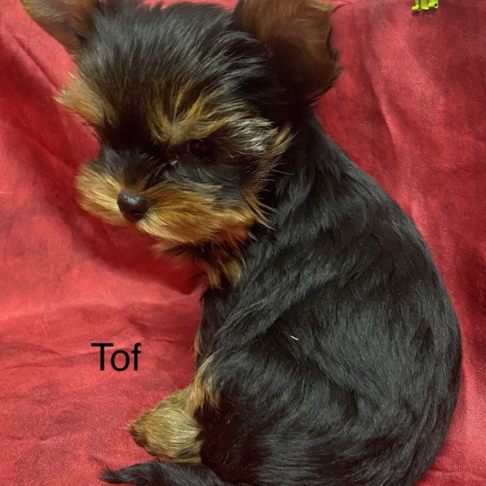 chien Yorkshire terrier TOF yorkshire terrier Domaine de la Chantelaie