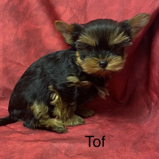 chien Yorkshire terrier TOF yorkshire terrier Domaine de la Chantelaie