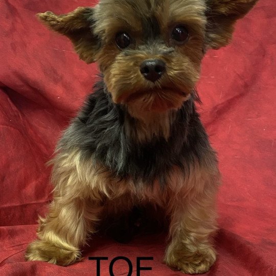 chien Yorkshire terrier TOF yorkshire terrier Domaine de la Chantelaie