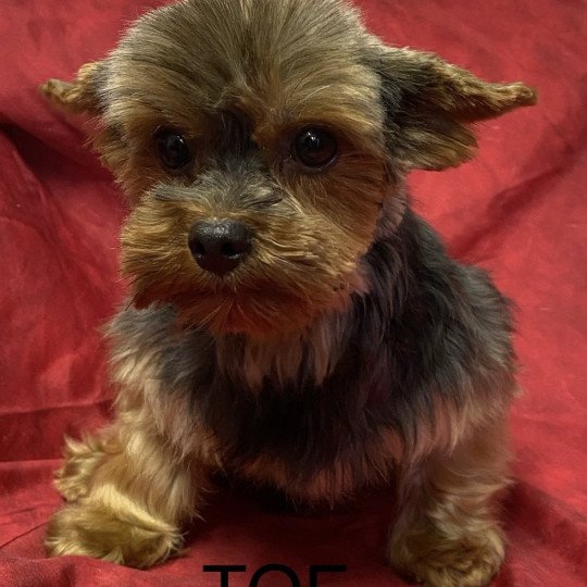 chien Yorkshire terrier TOF yorkshire terrier Domaine de la Chantelaie
