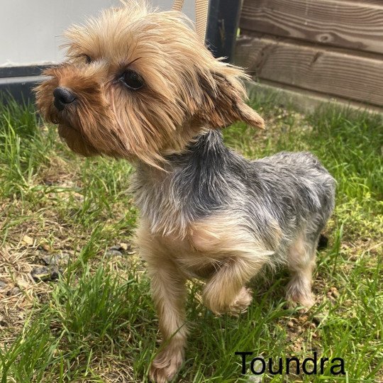 chien Yorkshire terrier NOIR ET FEU York TOUNDRA Domaine de la Chantelaie