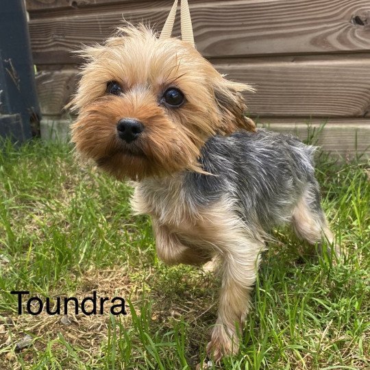 TOUNDRA yorkshire terrier Femelle Yorkshire terrier